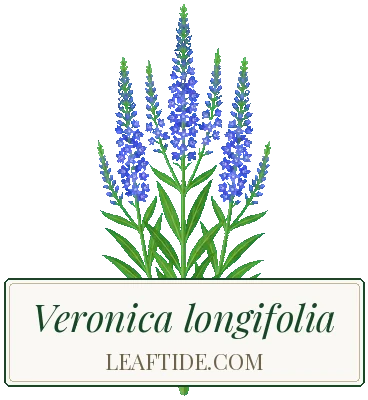 Veronica longifolia