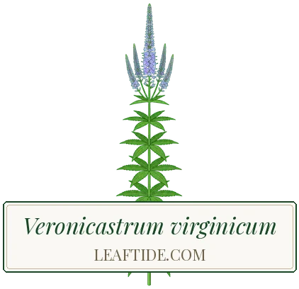 Veronicastrum virginicum