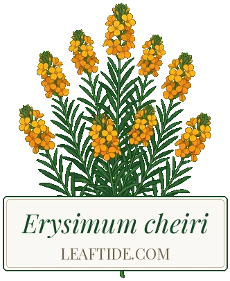 Erysimum cheiri