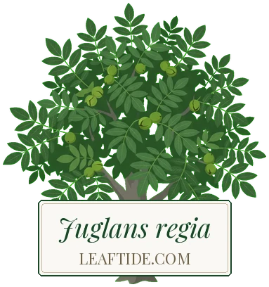 Juglans regia