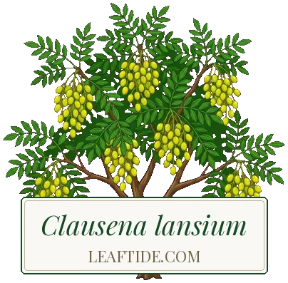 Clausena lansium