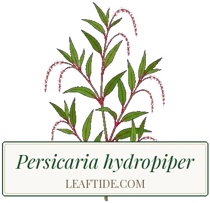 Persicaria hydropiper