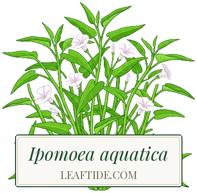 Ipomoea aquatica