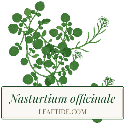 Nasturtium officinale