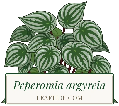 Peperomia argyreia