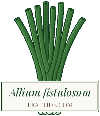 Allium fistulosum