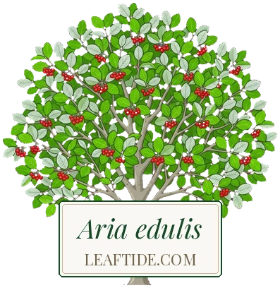 Aria edulis