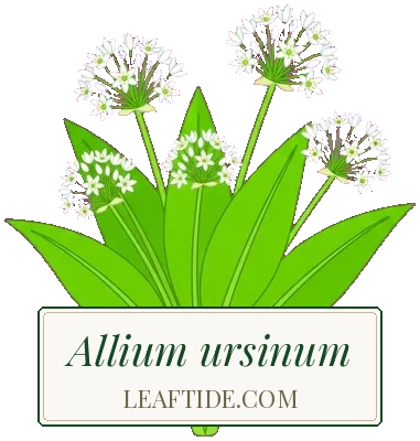 Allium ursinum