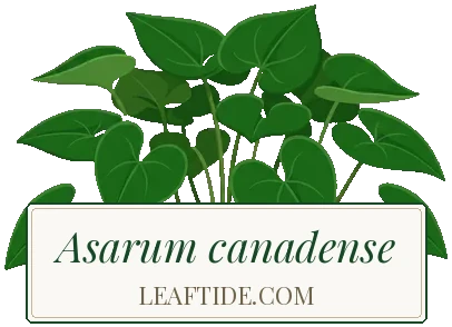 Asarum canadense