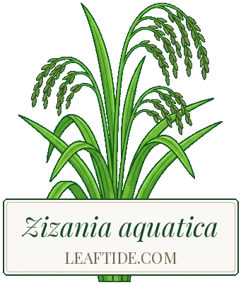 Zizania aquatica