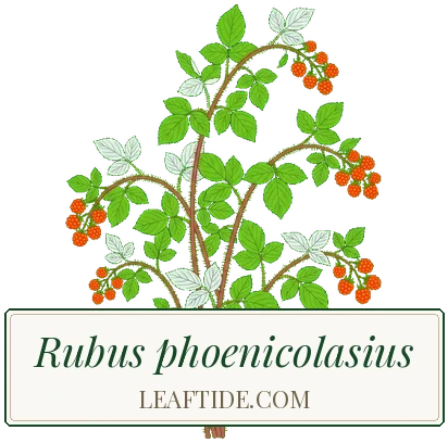 Rubus phoenicolasius