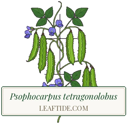 Psophocarpus tetragonolobus