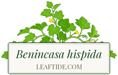 Benincasa hispida