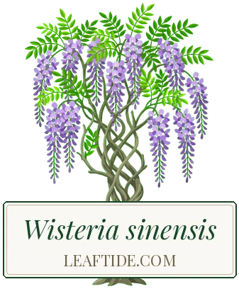 Wisteria sinensis