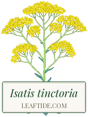 Isatis tinctoria