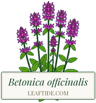 Betonica officinalis