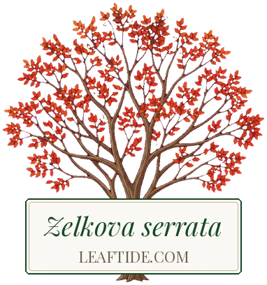Zelkova serrata